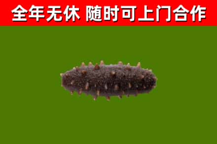 莘市回收海参干